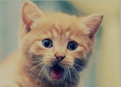 在技术员联盟XP系统任务管理器中的五大特殊妙用