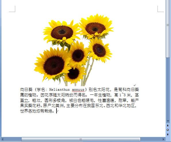 word2007如何让文字紧靠图片_Word2007教程