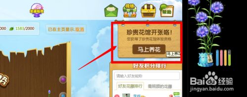 xp系统开启qq空间花藤显示的方法(2)