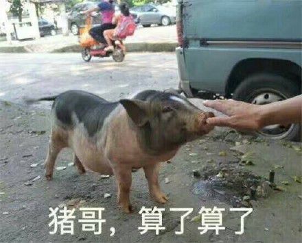 鸡哥算了算了表情包【完整版】