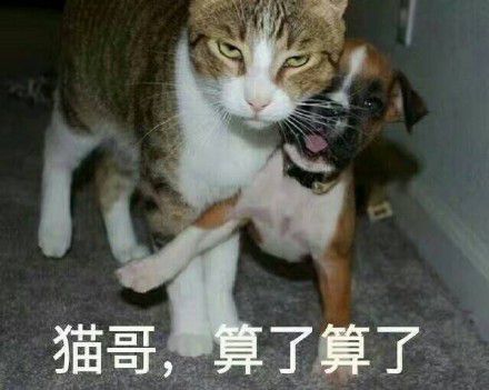 鸡哥算了算了表情包【完整版】