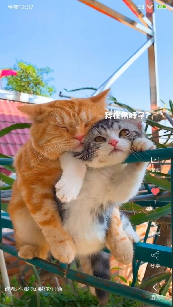 VideoWallpaper下载