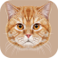 实惠猫 安卓版v7.7.1