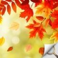 藏品秋园 安卓版v1.1.65