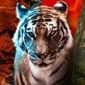 Animal Clash 安卓版v1.4