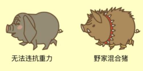养猪场3D中文无限钻石金币版