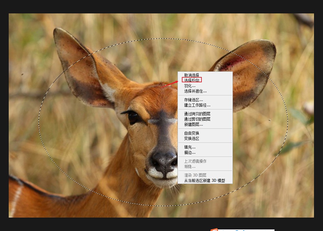 ps如何羽化图片边缘(4)