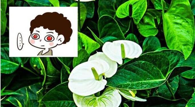 怎么把一张照片放到另一个照片上(8)