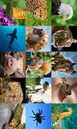 Animals Memo