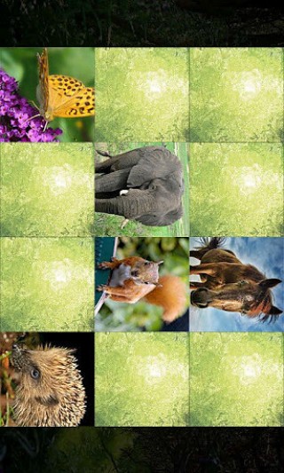 Animals Memo