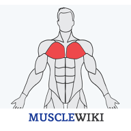 MuscleWiki