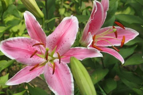 百合交友app大全