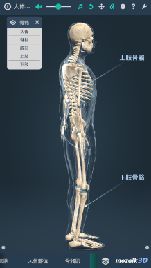 立体全身解剖模拟