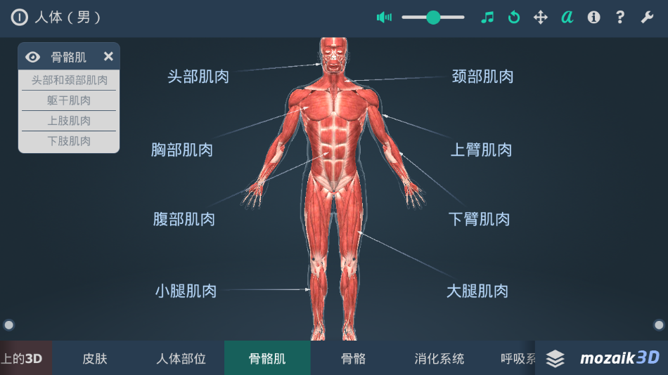 立体全身解剖模拟
