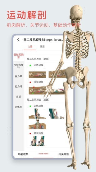 3Dbody艺用