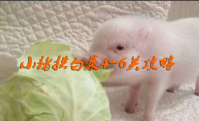 小猪拱白菜4-6关攻略