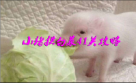 小猪拱白菜41关攻略