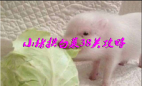 小猪拱白菜38关攻略