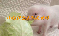 小猪拱白菜29关攻略