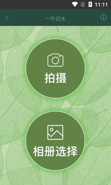 一叶识木