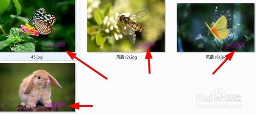 iSee图片专家