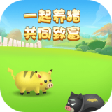 天天养猪
