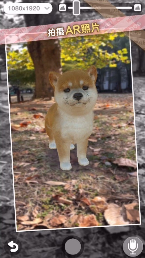 我的梦中情狗