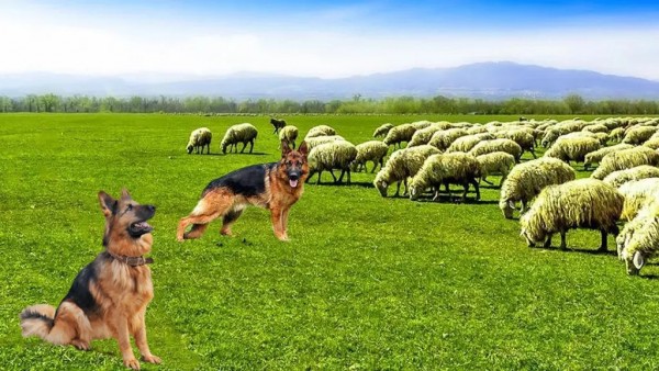 牧羊犬动物3D