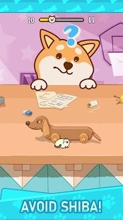 小猫捉迷藏