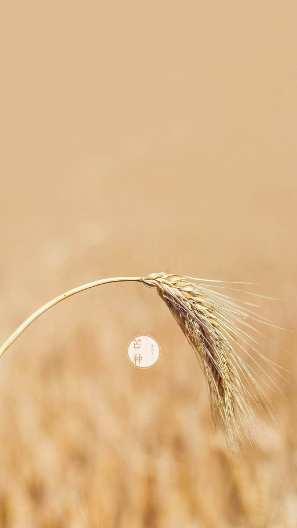 芒种图片大全 芒种朋友圈图片2021