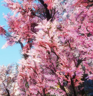 上古卷轴5重制版真正的樱花树MOD