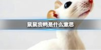 鼠鼠我鸭表情包 鼠鼠我鸭表情包分享
