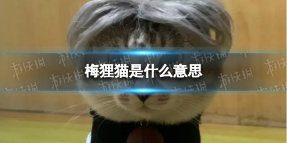 梅狸猫是什么意思