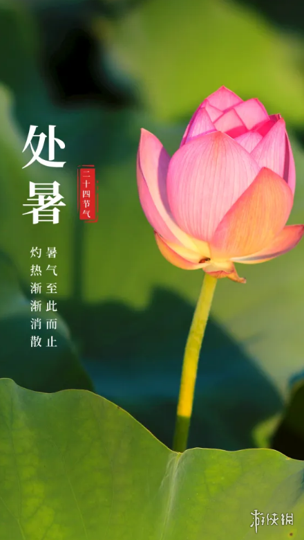 处暑图片2022 处暑图片大全高清唯美带字