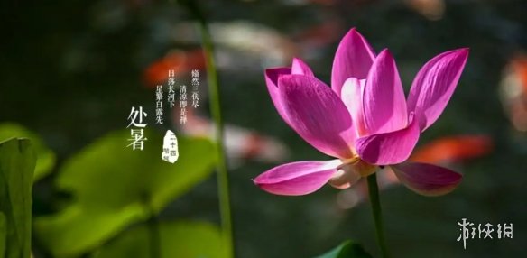 处暑图片2022 处暑图片大全高清唯美带字