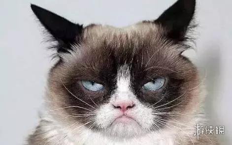 不爽猫表情包大全 不爽猫表情包有什么