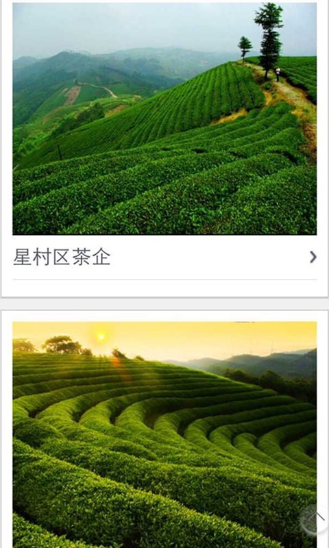 中国大红袍