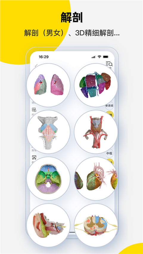 3dbody解剖图手机版